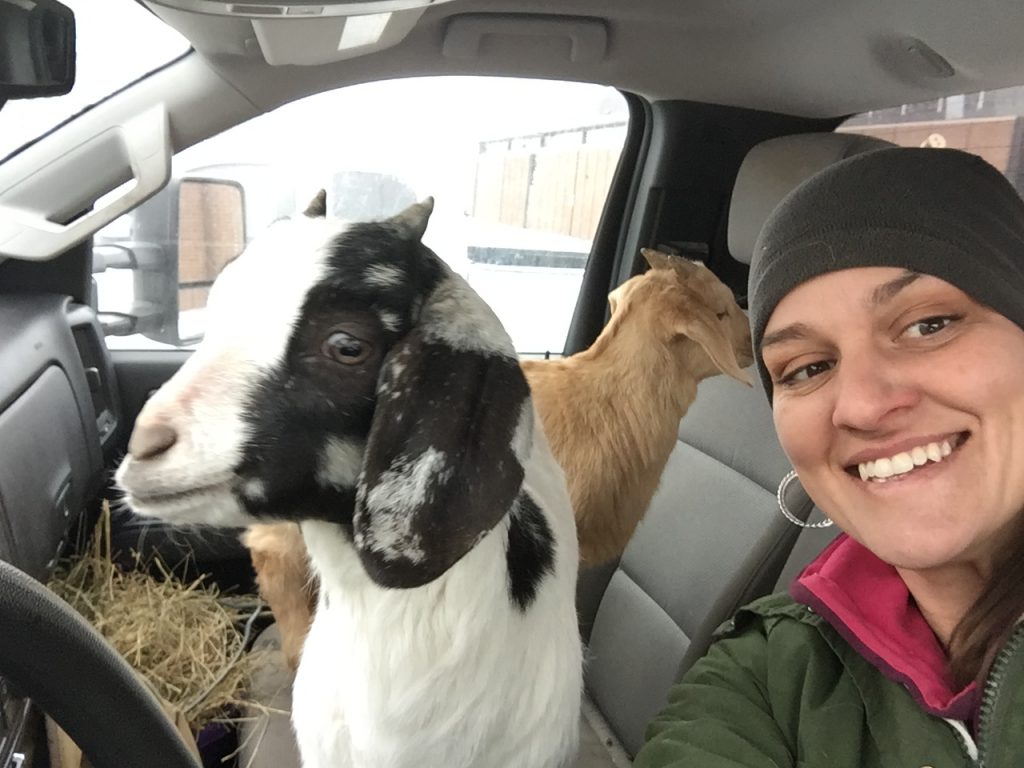 GoatsInTruck Elizabeth Micheel with her goats.